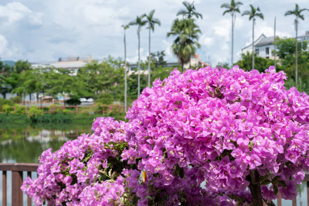 Close up shot of pink bougainvillea flowers blooming against a blue sky. The bright petals and emerald green leaves shine in the natural sunlight, creating a tropical outdoor atmosphere. Perfect for themes related to nature, gardening or summer.