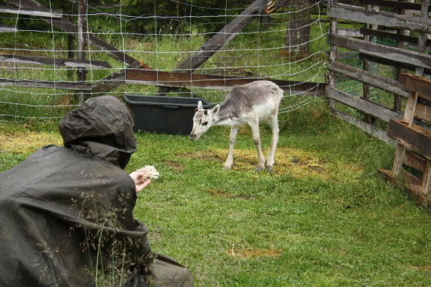 istock Feeding a little reindeer on a farm 2174949751