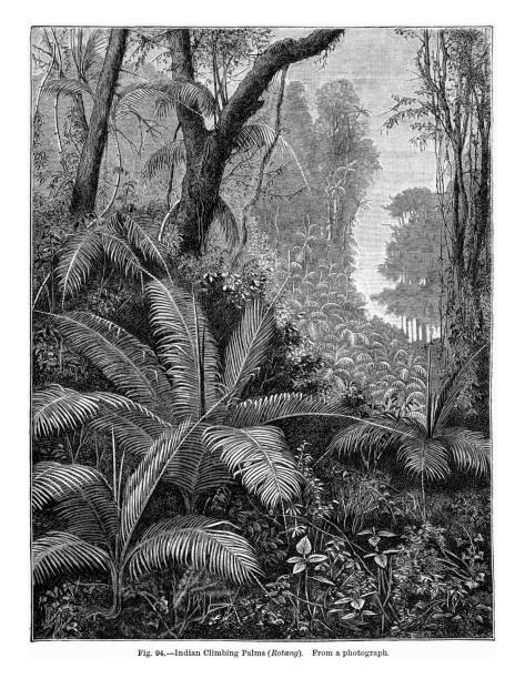 istock Natural History of Plants, Victorian Botanical Illustration, 1897Indian Climbing Palms 2174951493