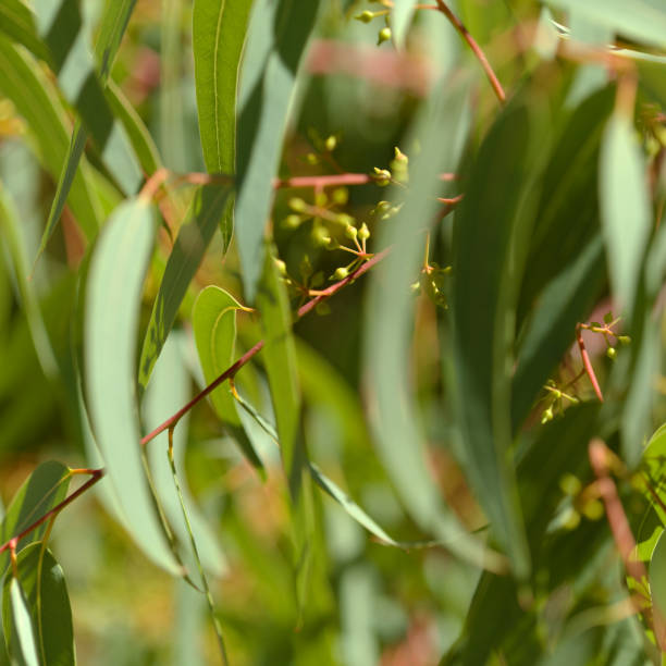 istock Flora of Gran Canaria -  Eucalyptus camaldulensis 2174953484
