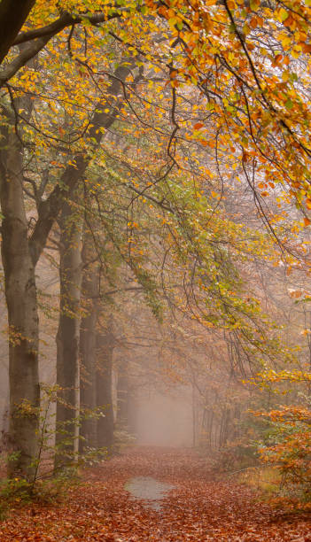 istock Vallende bladeren en mist tijdens de herfst 2174960862