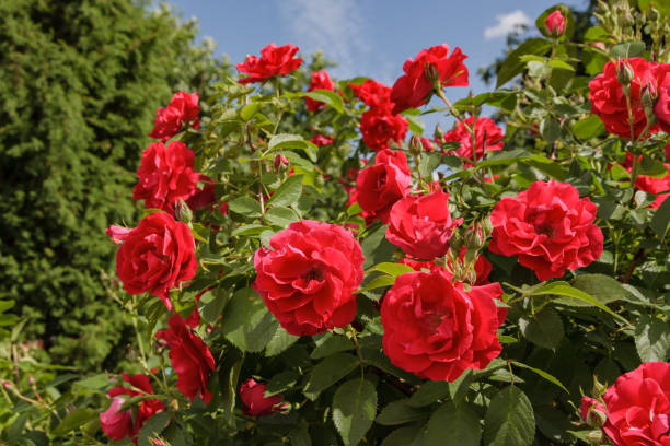 istock Summer calm mood with red roses 2174962391