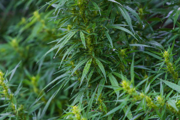 istock Green leaves Hemp - Cannabis - green plant 2174963553