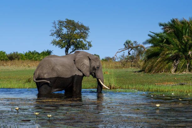 istock Solitary elephant crossing the Okavango Delta 2174963664