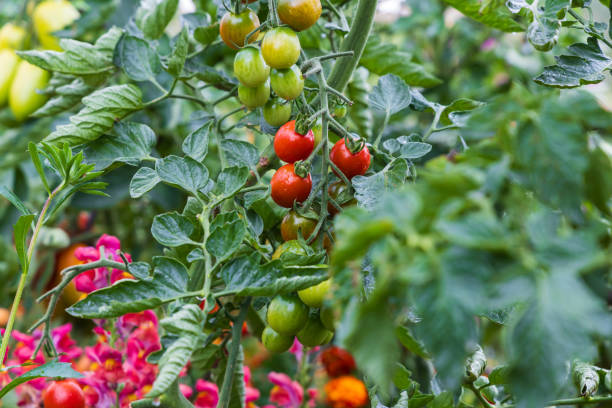 istock Small red ripening cherry tomatoes in the garden. 2174963885