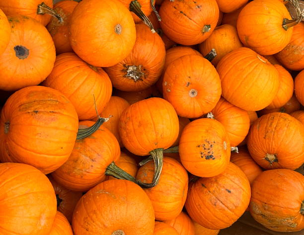 istock Pile of Round Orange Pumpkins 2174967401
