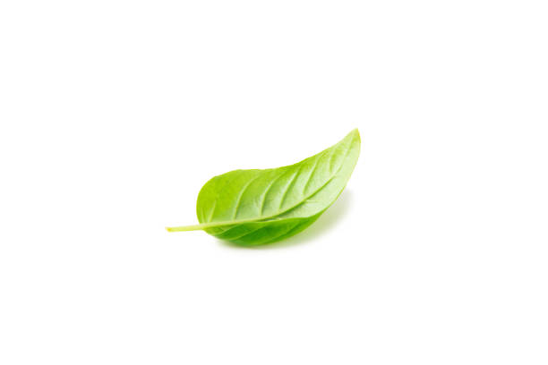 Basil isolated on white background. Fresh organic basil leaves isolated on white background. Spices. Vegan.