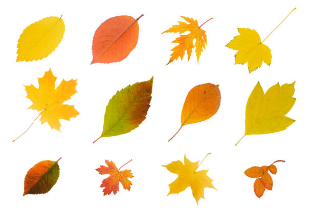 many different autumn leaves with trees and bushes isolated on white