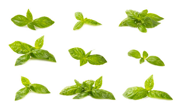 istock Basil isolated on white background. Fresh organic basil leaves isolated on white background. Spices. Vegan. 2174992318