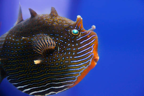 Birdbeak Burrfish Cyclichthys orbicularis occurs in tropical waters of the Indo-West Pacific from the Red Sea and East Africa to the Philippines, north to southern Japan, south to Australia and New Caledonia and in the Southeast Atlantic at the south coast of South Africa in a depth range from 9 to 170m, max. length 30cm. The nocturnal species inhabits clear protected reefs with sponge and algal habitats, staying often in large sponges during the day. Cyclichthys orbicularis occasionally occurs on reefs, but usually over sand and mud bottoms. The species feeds on hard-shelled invertebrates. Interestingly, this fish can puff up its body by ingesting water, transforming into a spiny ball as a defense mechanism, which reduces its mobility but deters predators. His chemical defense mechanism is more effective than the swimming away: Tetrodotoxin (TTX) is a potent neurotoxin found in various marine organisms, including Cyclichthys orbicularis. It can be lethal to non-resistant fish species. The estimated lethal dose of TTX in humans is around 2 mg of pure toxin. Even small amounts can cause severe symptoms. This specimen was encountered in the Lembeh Strait, North Sulawesi, Indonesia1°27'13.104 N 125°14'14.634 E at 13m depth
