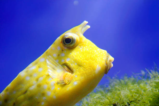 A vibrant yellow boxfish swimming near underwater vegetation against a clear blue background. A detailed look at the unique texture and features of the fish.