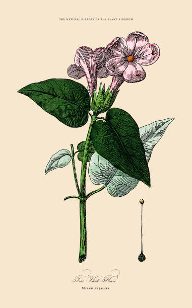 istock Hand Colored, Flowering Plants, Plant Kingdom, Victorian Botanical Illustration, Circa 1853 2175027767
