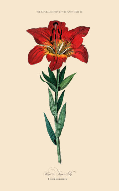 Very Rare, Beautifully Illustrated Antique Engraved Victorian Botanical Illustration of The Plant Kingdom Victorian Botanical Illustration published in 1853. Copyright has expired on this artwork. Digitally restored.