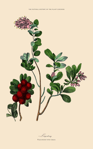 istock Hand Colored, Herbaceous and Flowering Plants, Plant Kingdom, Victorian Botanical Illustration, Circa 1853 2175031757