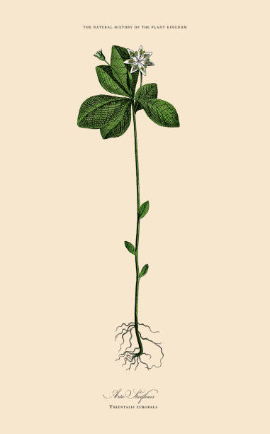 Very Rare, Beautifully Illustrated Antique Engraved Victorian Botanical Illustration of The Plant Kingdom Victorian Botanical Illustration published in 1853. Copyright has expired on this artwork. Digitally restored.
