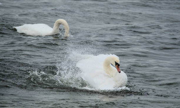 istock a Swan is cleaning his plumage and splashes with water 2175032864