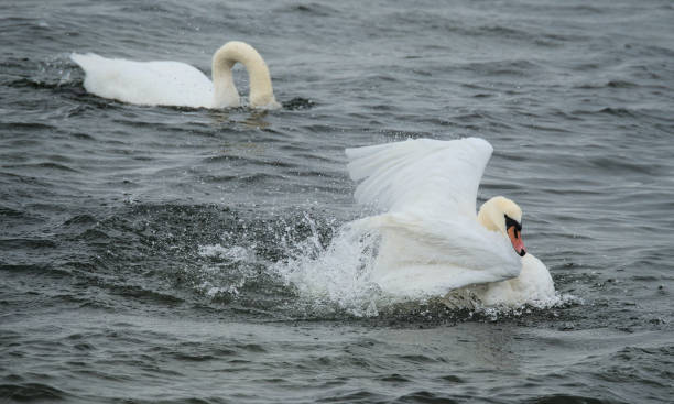 istock a Swan is cleaning his plumage and splashes with water 2175033072