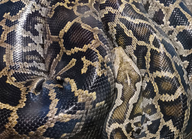 Snake Burmese Python molurus bivittatus isolated on white background
