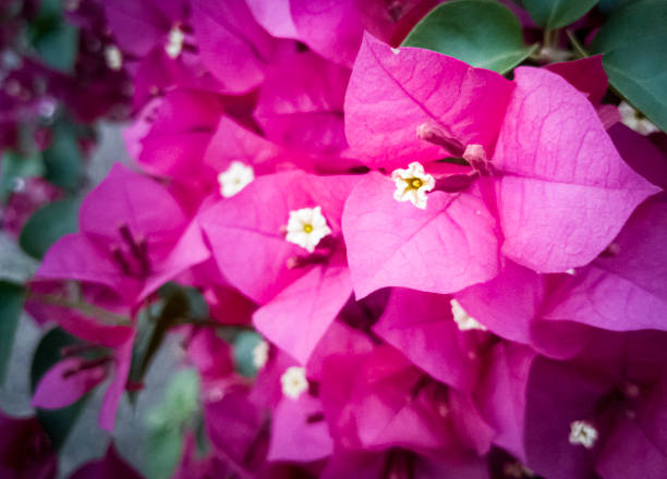 istock Blooming Pink Bougainvillea Flowers 2175035824