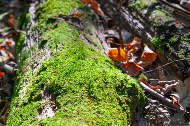 istock Fresh green moss on rotten branch in a forest 2175036142