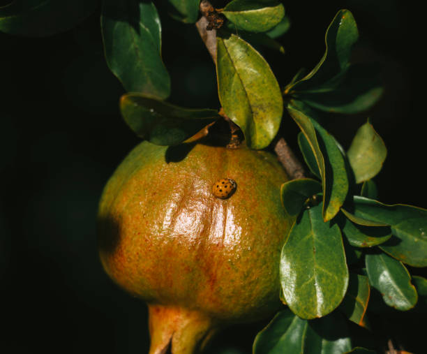 Free Stock Photo of Many bugs on a pomegranate | Download Free Images ...