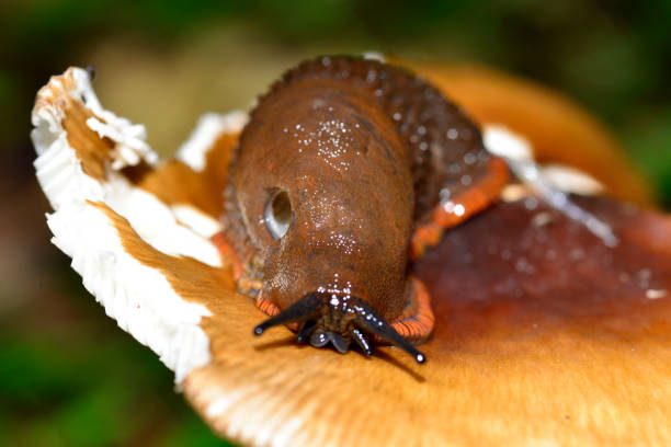 A banana slug feeding on a mushroom macrophotography