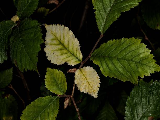 istock Leaves Turning Into Autumn Colours. 2175038368