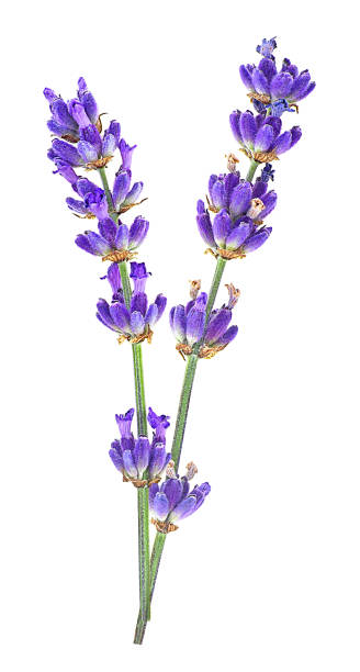 istock Lavender flowers isolated on a white background. Beautiful aromatic lavender blossoms. 2175041504