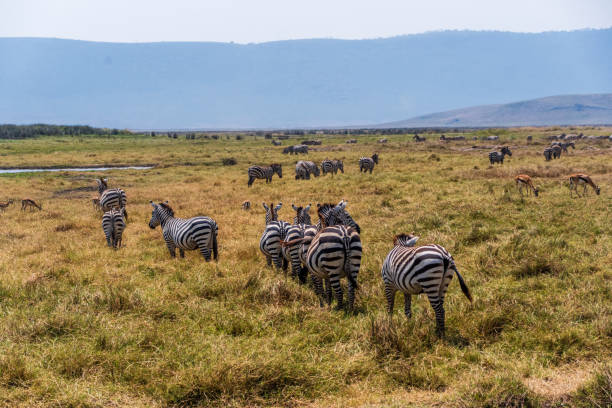 istock Zebra in the Ngorogoro Crater 2175041604