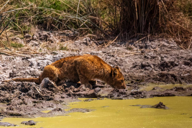 Telephoto of two lion cubs -Panthera Leo- approaching a pool of water for drinking. Ngorogoro Crater, Tanzania