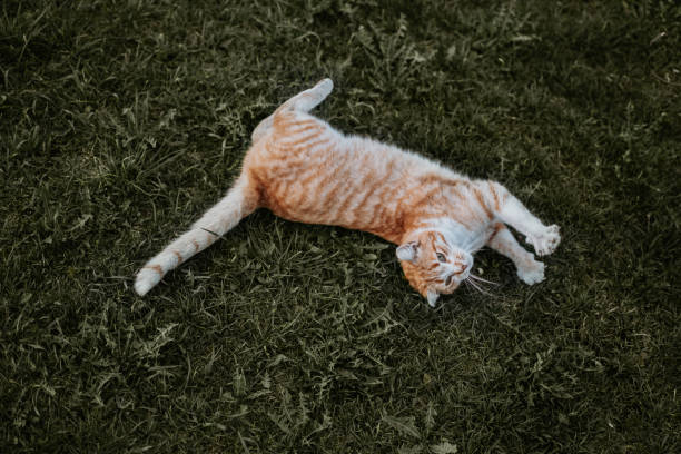 istock Cute red tabby cat lying down on the grass 2175044783