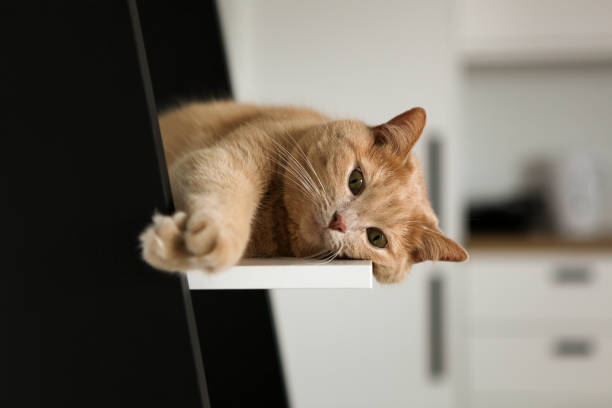 istock Cozy orange cat lounging on a shelf in a modern kitchen during daylight hours 2175044898