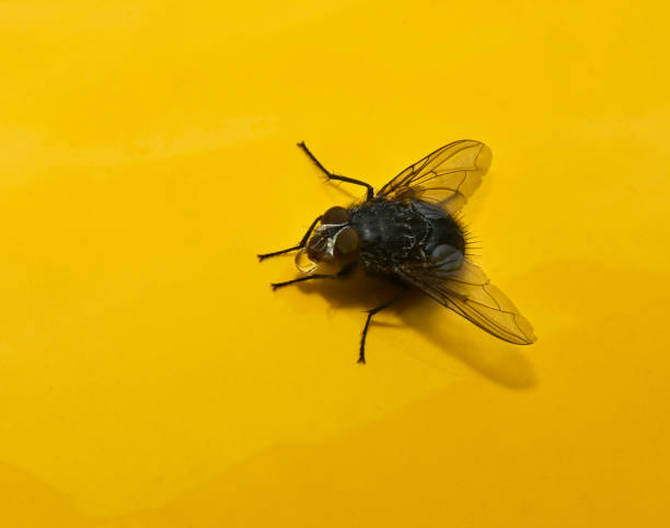 istock Bluebottle, Calliphora Nearby 1 2175046064