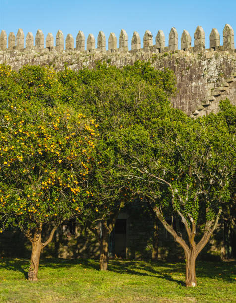 A historic stone wall with battlements, partially covered by lush orange trees laden with fruit. The contrast between the rigid stone structure and the vibrant greenery creates a captivating scene