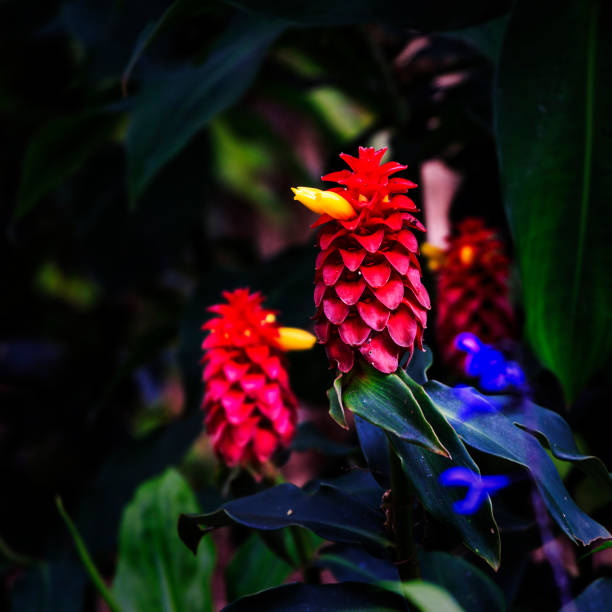 Indian head ginger or costus woodsoni in bloom showing vibrant red and yellow.