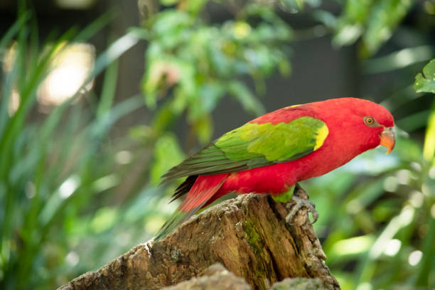 istock This is a side view of a chattering lory 2175049399