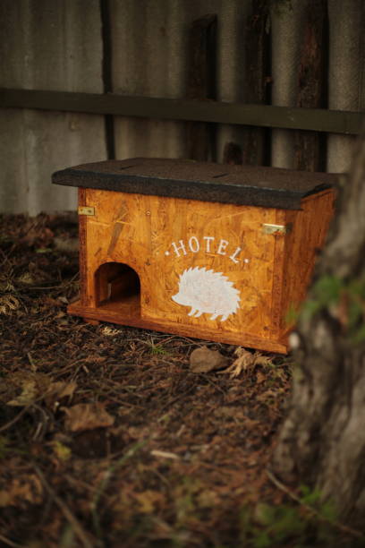 istock Wooden hedgehog shelter in garden corner 2175050106