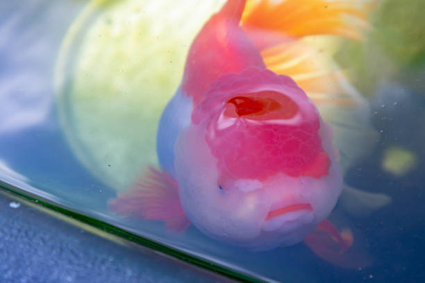 Goldfish in aquarium fish pond close up
