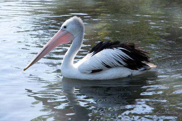 istock This is a side view of an Australian pelican 2175050834