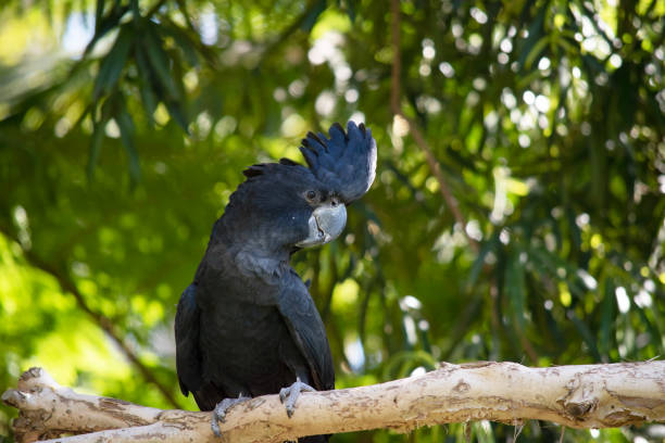istock the red tailed cockatoo is perched on a branch 2175051208