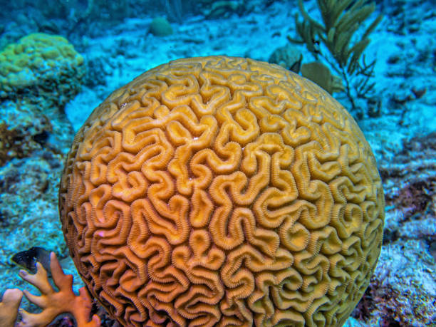 istock Grooved brain coral, Bonaire coral reef 2175051317