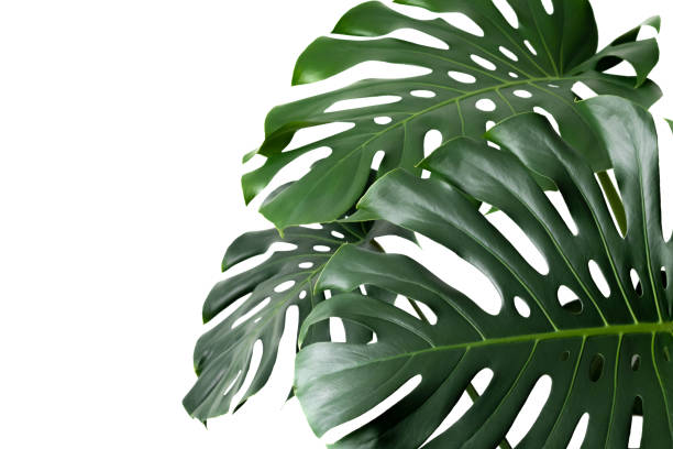 istock Monstera leaf, tropical evergreen plant isolated on white background 2175051336