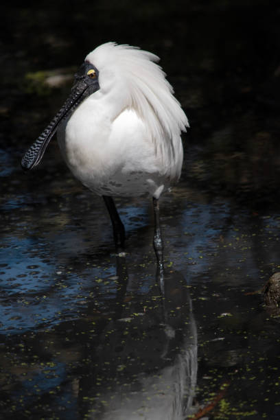 istock This is a close up of a royal spoonbill 2175051347