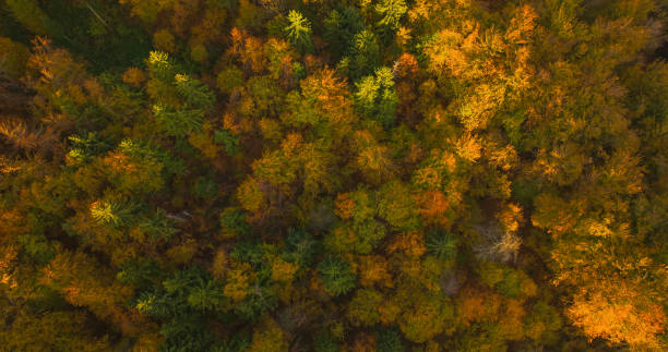 istock AERIAL TOP DOWN: Scenic topdown shot of a deciduous forest changing leaves. 2175052015