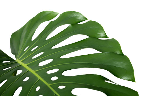 istock Monstera leaf, tropical evergreen plant isolated on white background 2175052320