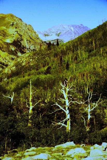 istock Bristlecone Pines Sawatch Range Colorado August 1982 2175052587