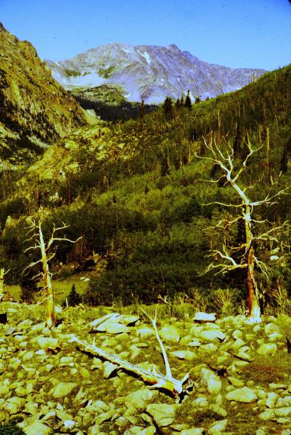 istock Bristlecone Pines Sawatch Range Colorado August 1982 2175052591