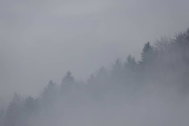 AERIAL: Atmospheric shot of a remote deciduous and evergreen forest enshrouded in November fog. A haunting drone shot of the dense mixed woodlands covered in dense fog on a chilly late autumn morning.