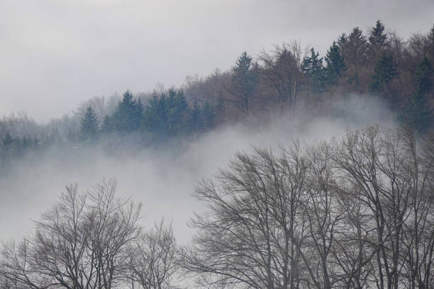 fog landscape with a lonely tree, white fog covers the ground on a cold winter morning, blurred tree silhouette, fog background