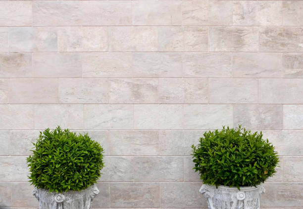 Ornamental plants in pots in front of the wall